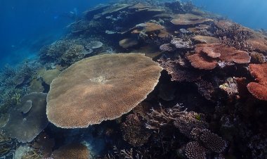 Pacific coral reef shows a historic increase in climate resistance